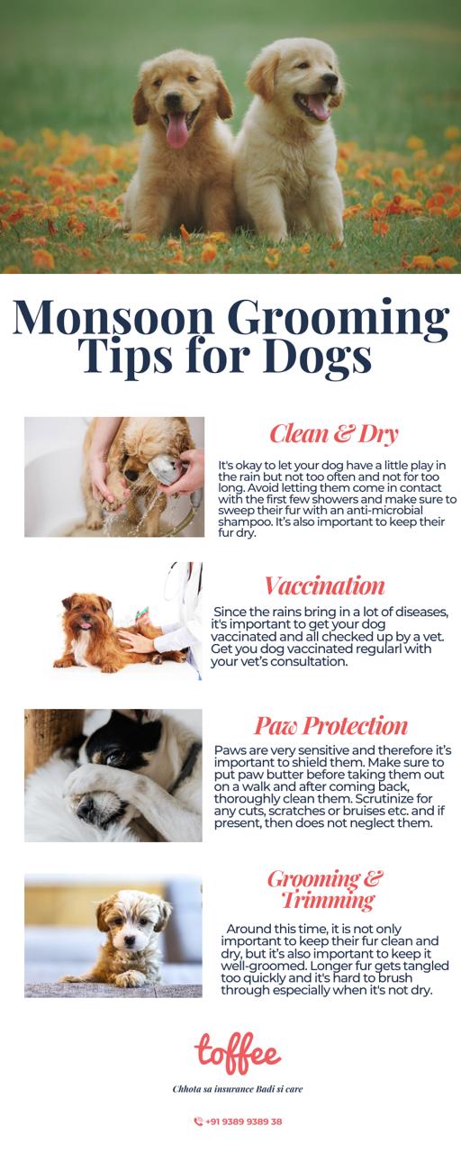 Monsoon Grooming Tips for Dogs